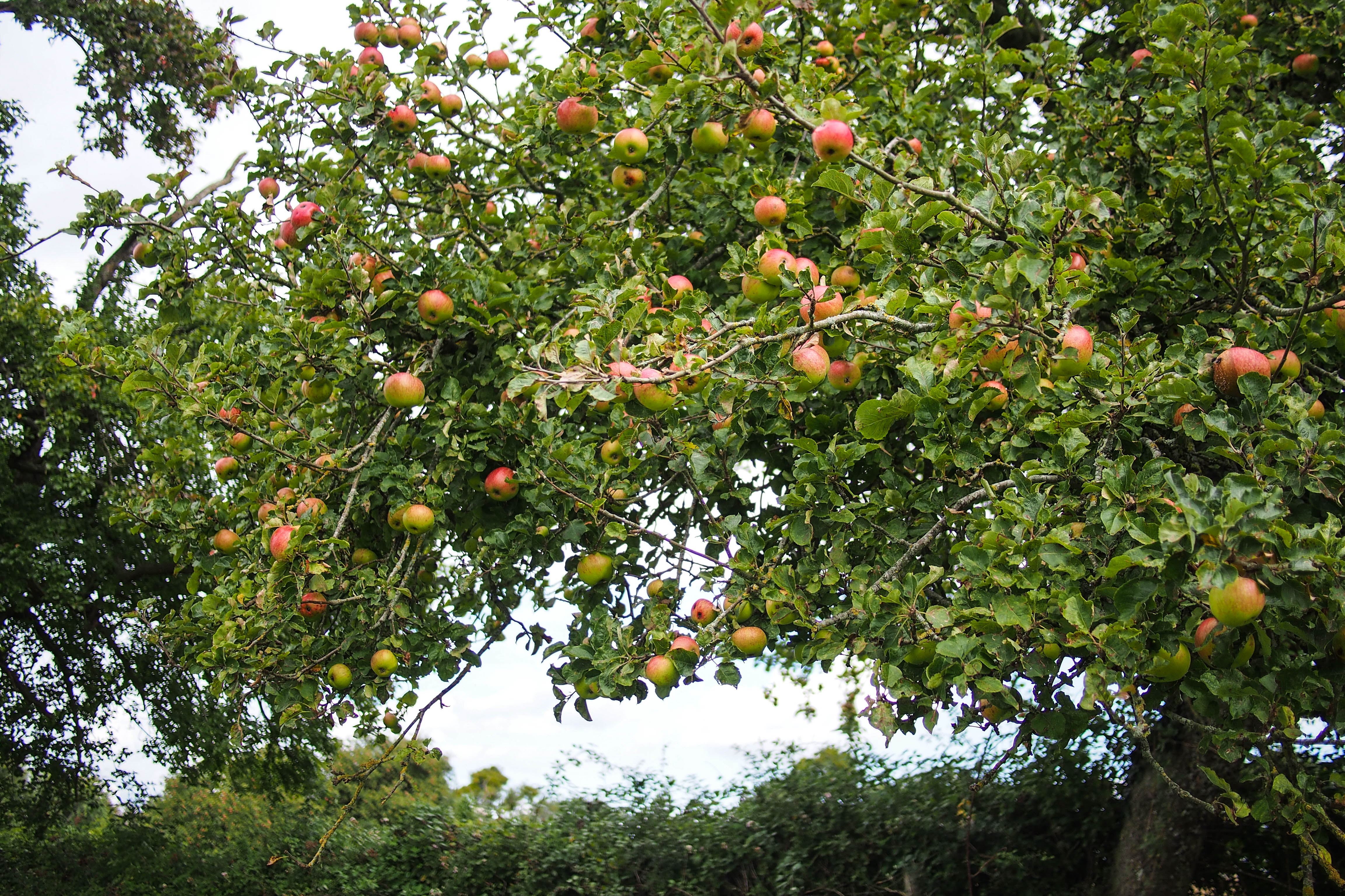 Apple trees