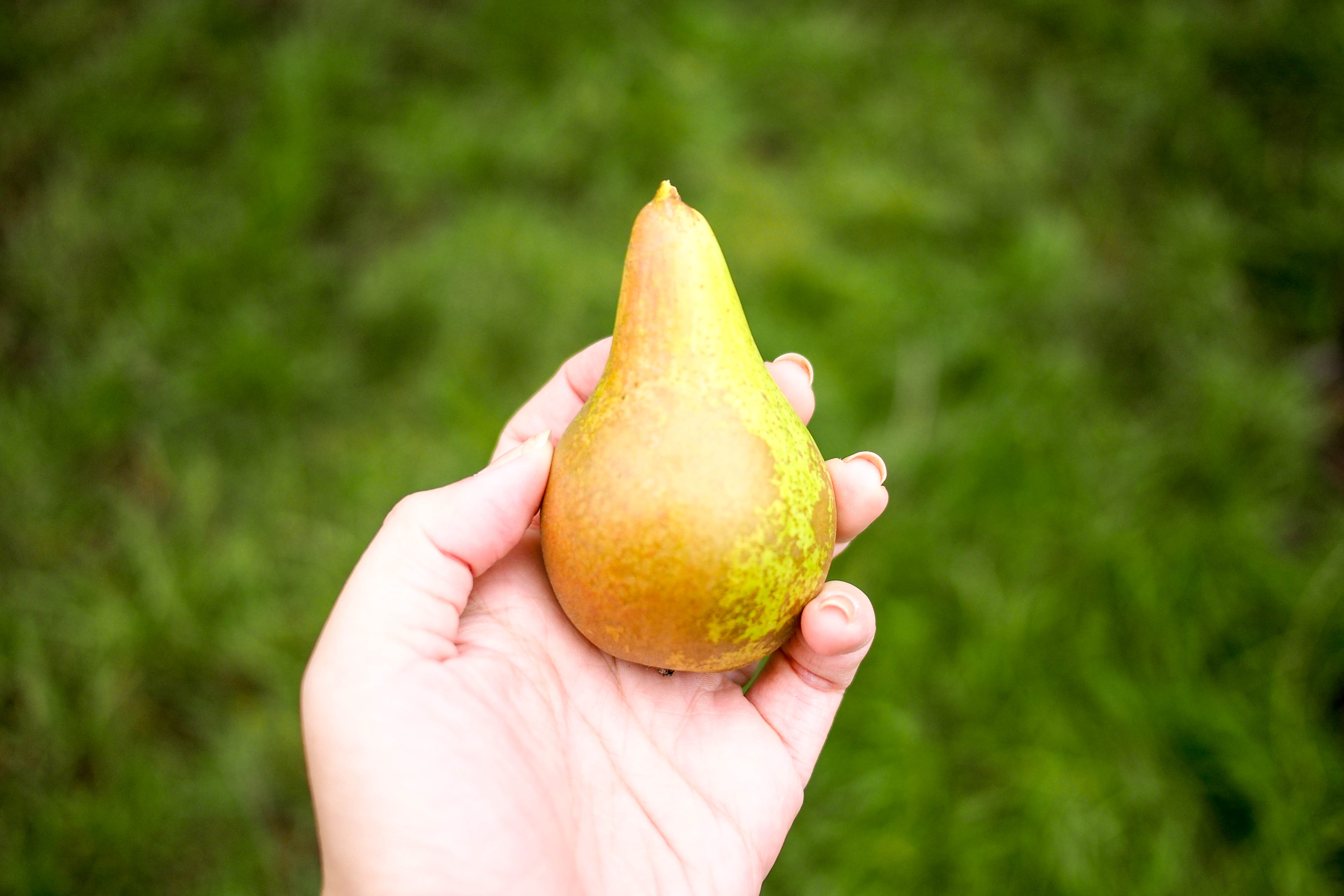 Freshly plucked pear from the tree