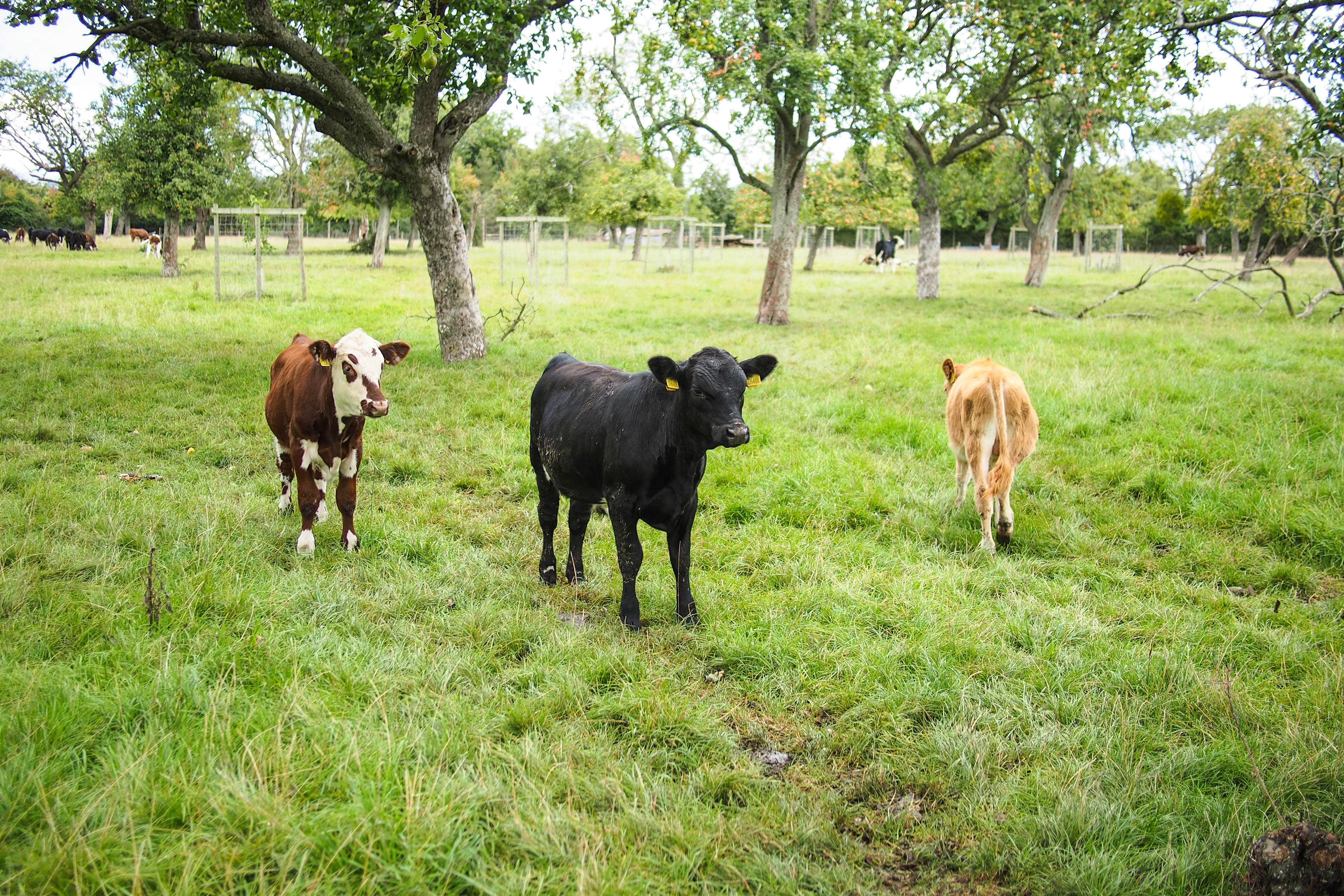 Baby cows