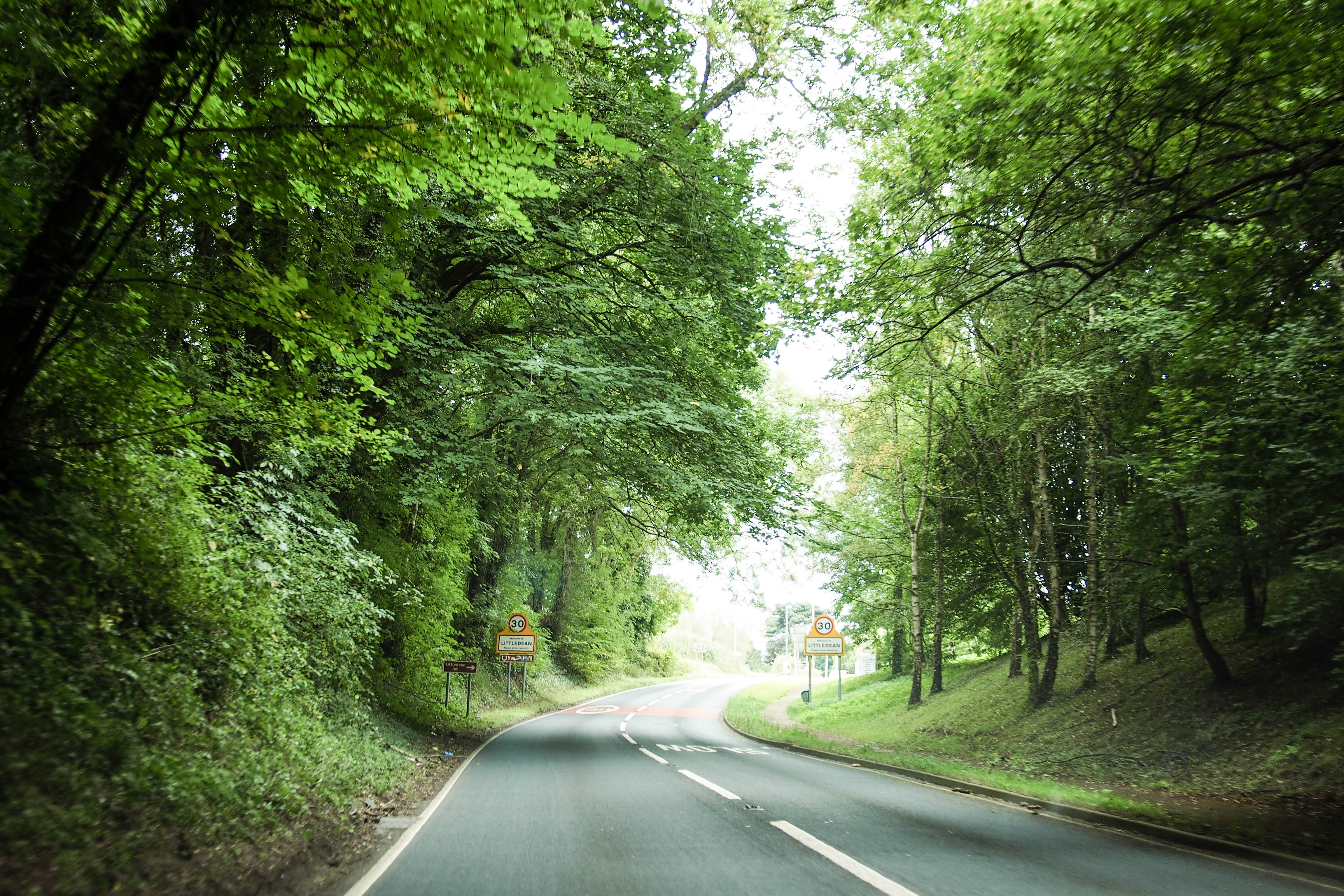 On the drive to the forest